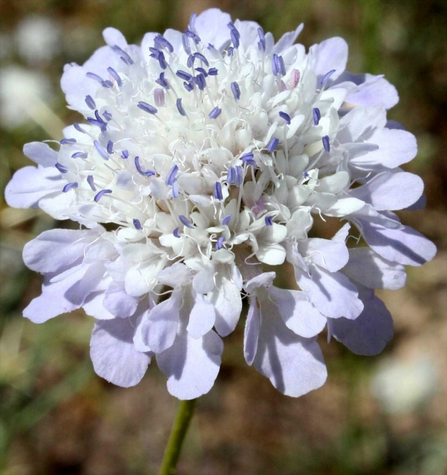 Kansere "pelemir otu" çare olacak